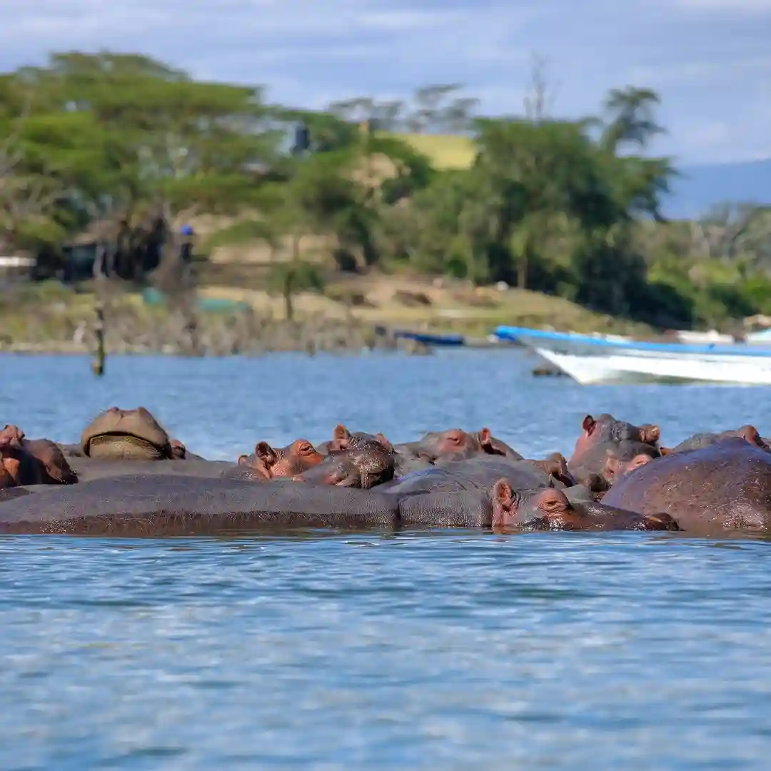 Lake Naivasha