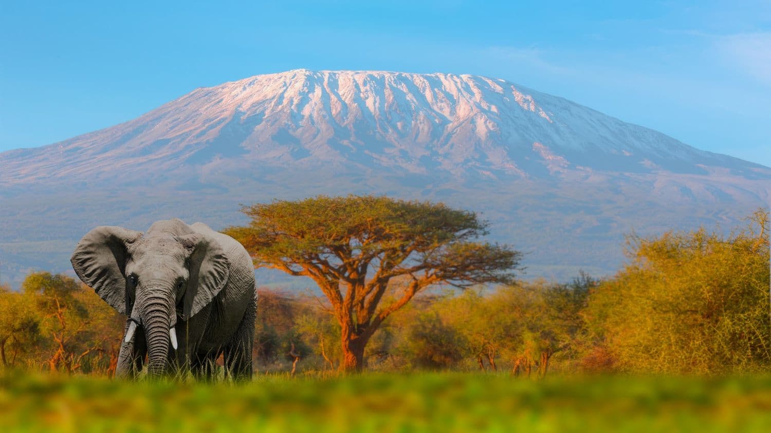 Samburu National Reserve game drive