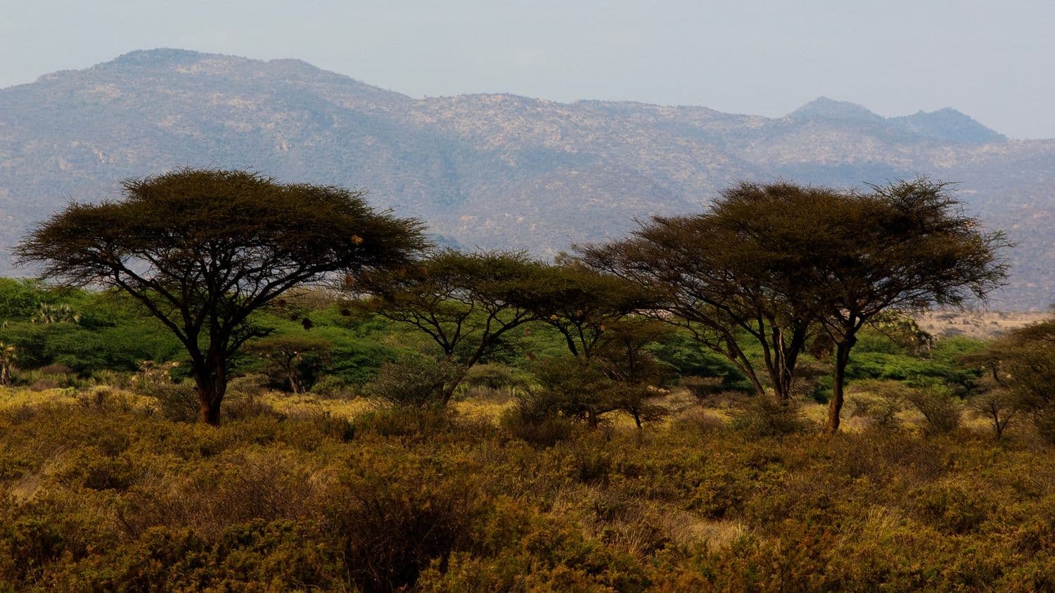 Mount Kenya scenic landscape