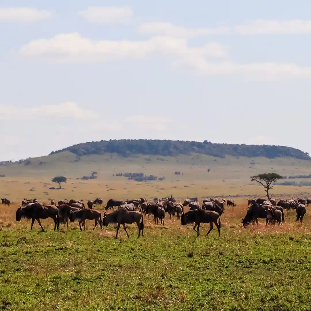 Wildlife safari in Maasai Mara with zebras and wildebeest on open savannah plains