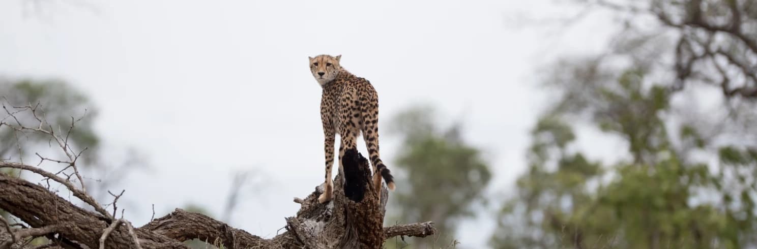 Safari itinerary route from Nairobi to Masai Mara, Kenya