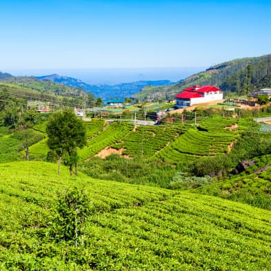 Nuwara Eliya