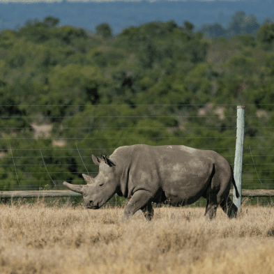 Exclusive safari game drive in a private conservancy in Kenya, home to rare wildlife and luxury tented camps
