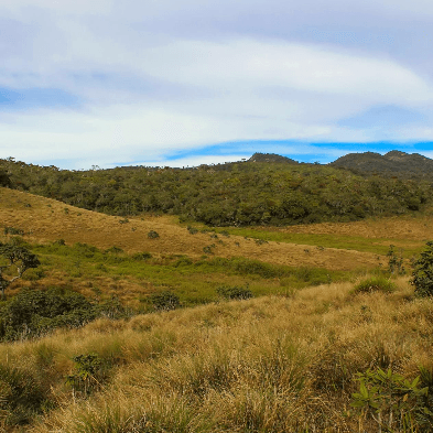 Hikers trekking across the misty grasslands of Horton Plains National Park towards World's End Sri Lanka