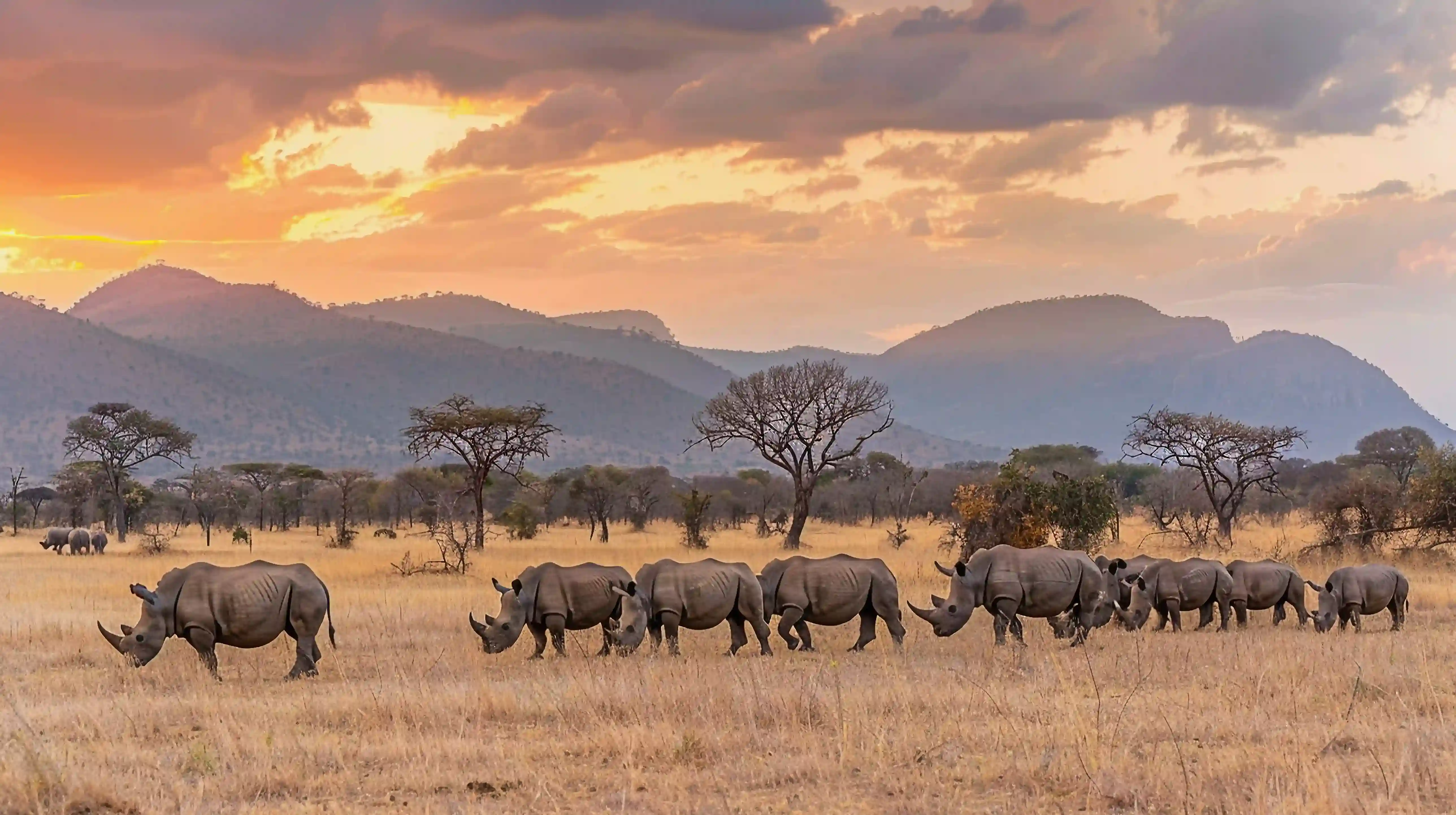 Big 5 Sighting's at a Game Drive