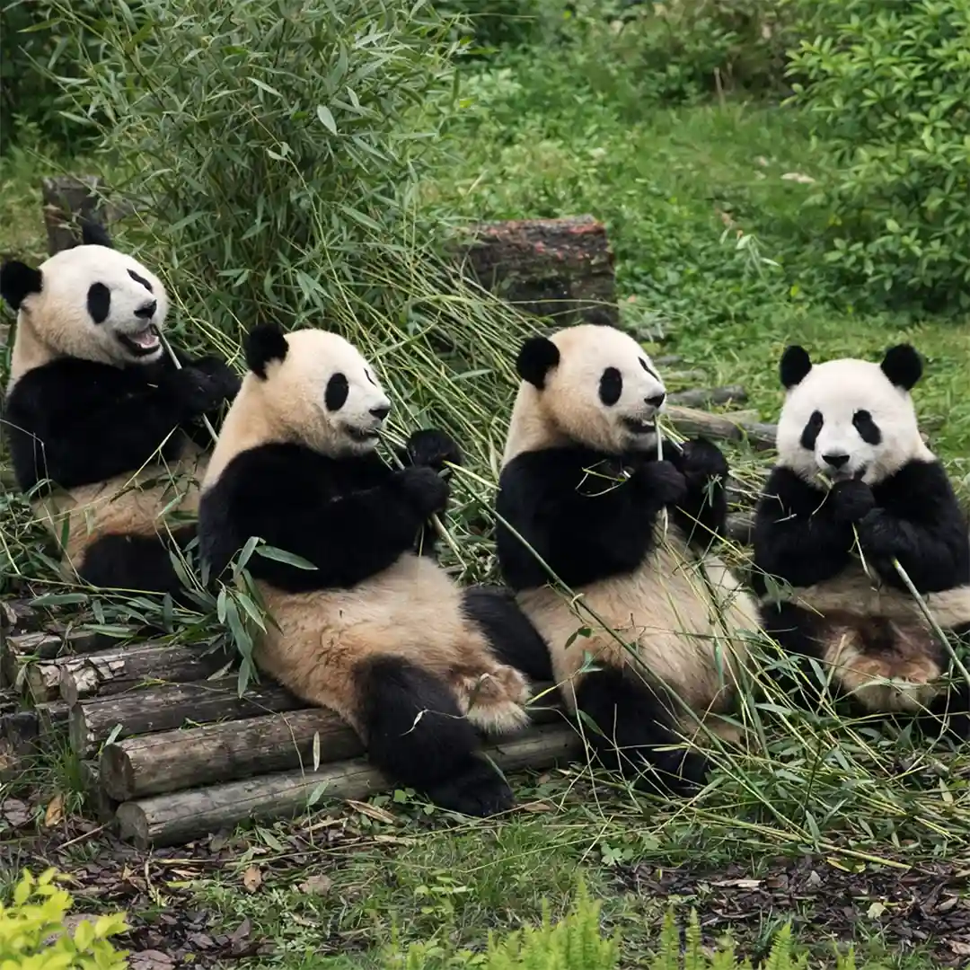 Giant Panda Base