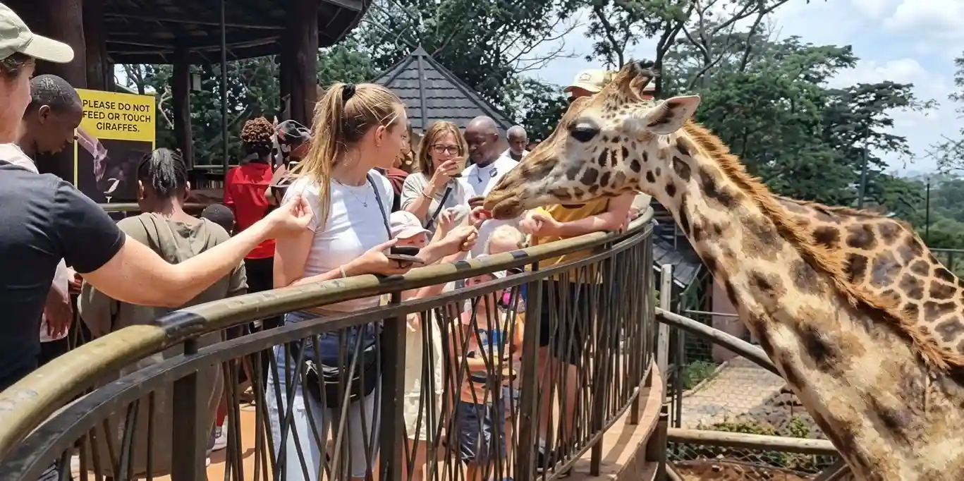 Giraffe Centre