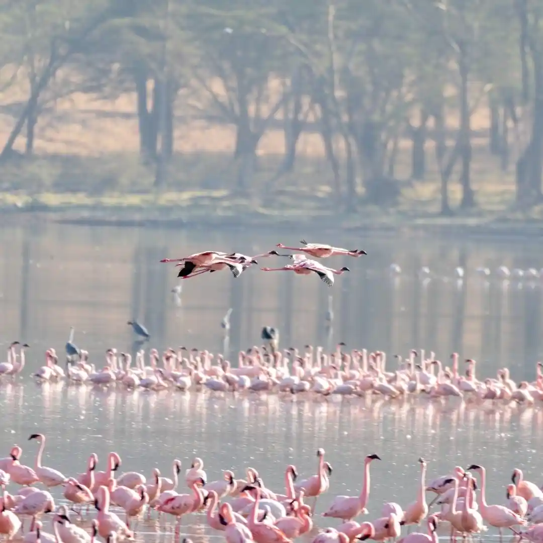 Lake Nakuru National Park