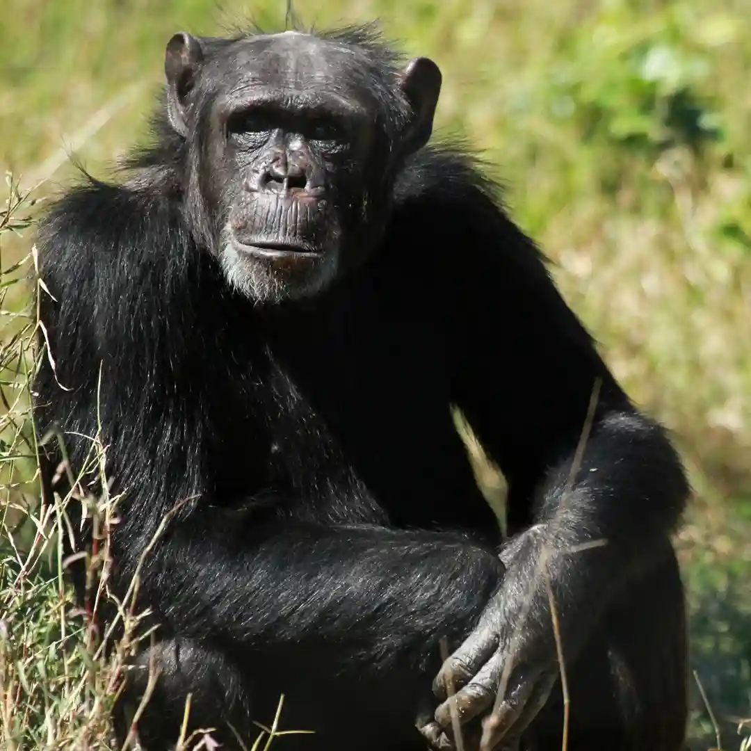 Ol Pejeta Conservancy