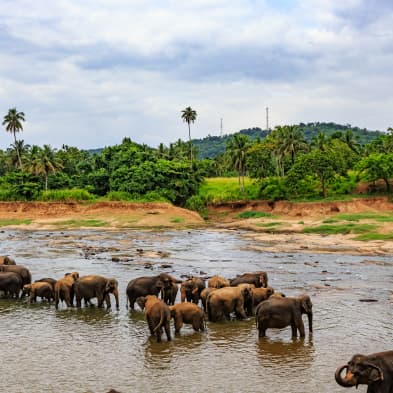 Pinnawala Elephant Orphanage