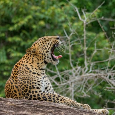 Yala National Park