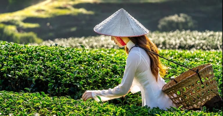 Sa Pa rice terraces and mountain landscapes in northern Vietnam